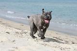 CANE CORSO 248